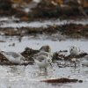 becasseau sanderling-8284